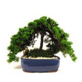 Extra Large Japanese Juniper Bonsai Tree